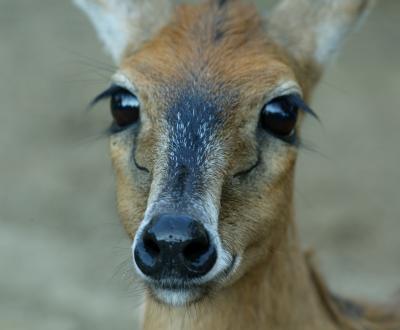 deer.jpg
