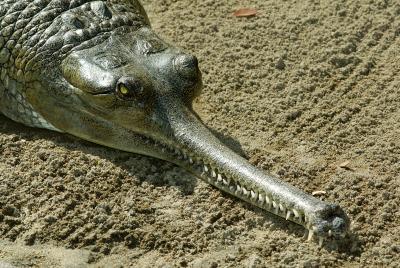 croc.jpg