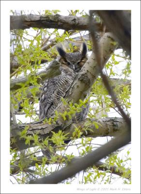 Great Horned Owl - 2