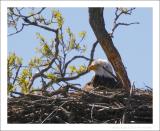 Bald Eagle -4