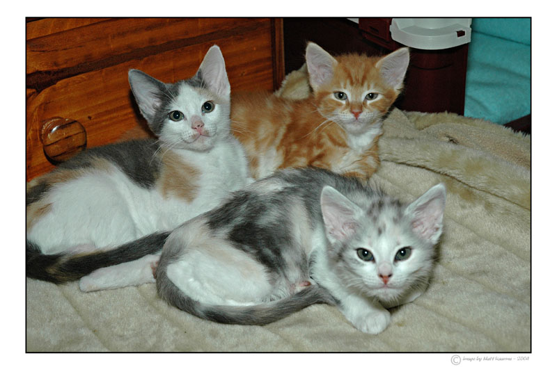 kitty2.jpg