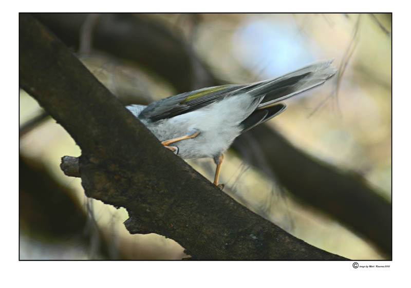 birdtail.jpg