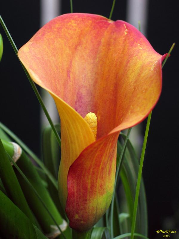 Flowers-MAKRO-0032.jpg