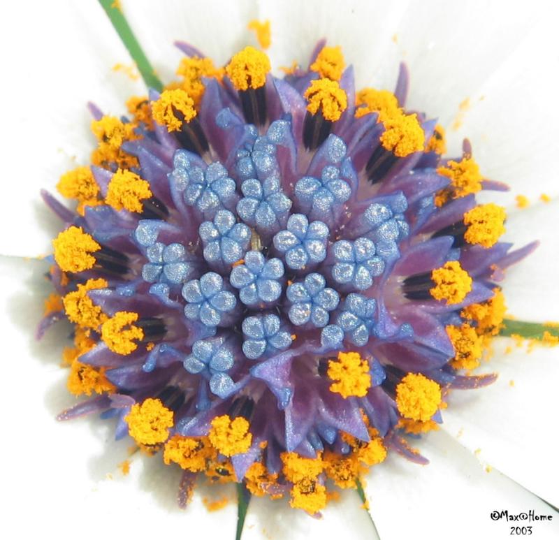 Flowers-MAKRO-0041.jpg