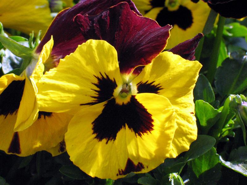 Flowers-MAKRO-0046.jpg