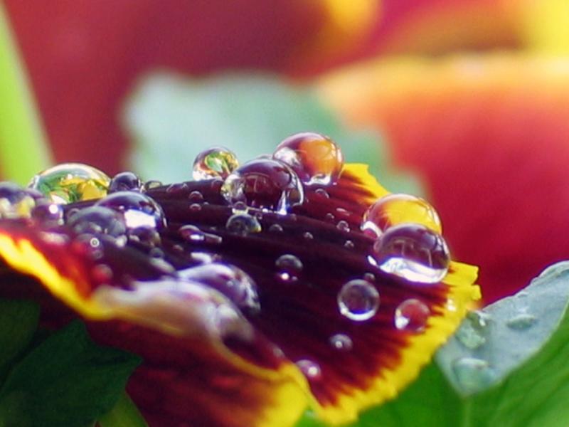 Flowers-MAKRO-0049.jpg