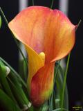 Flowers-MAKRO-0032.jpg