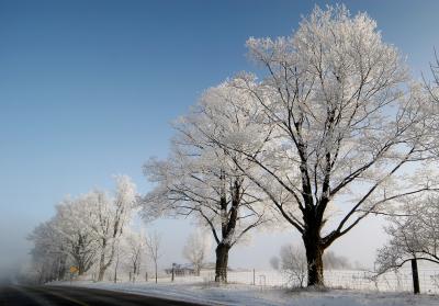 Hoar Frost