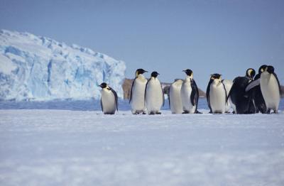 Emperor penguins at Amanda bay