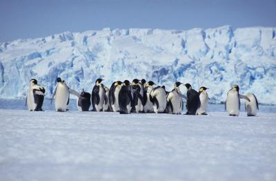 Emperor penguins at Amanda bay