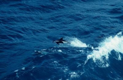 Hourglass dolphins