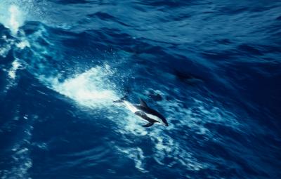 Hourglass dolphins