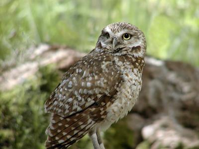Burrowing Owl --Uzi + B300
