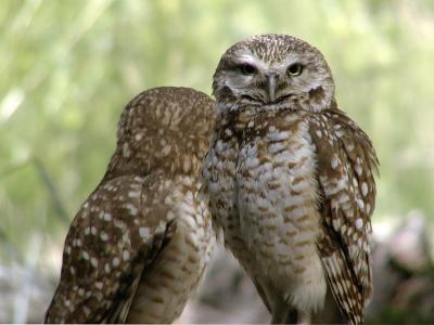 Front and Back--Burrowing  Owls--  Uzi + B300