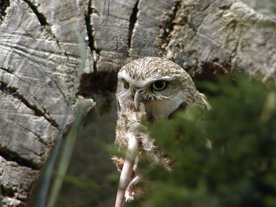 Owl eating a rat