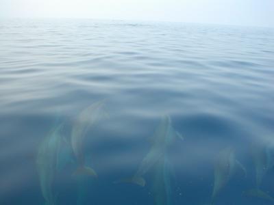 bohol-dolphins.jpg