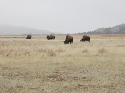 Bison
