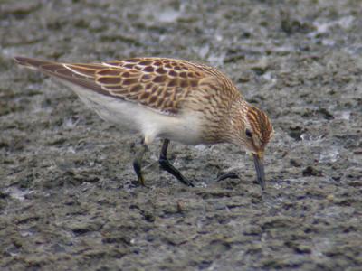 Pectoral Sandpiper