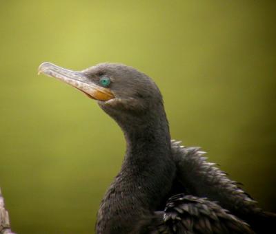 Neotropic Cormorant