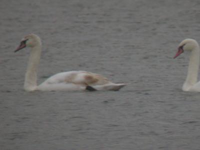 Mute Swans