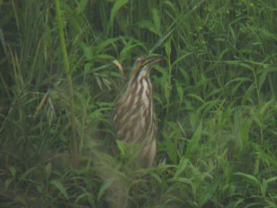 American Bittern