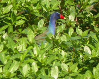 Purple Gallinule