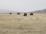 Bison