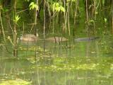 Muskrat