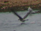 Lesser Black-backed Gull