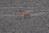 Bairds Sandpiper