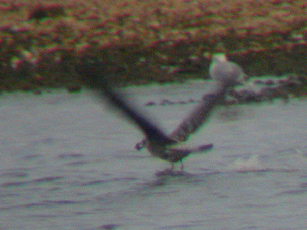 Lesser Black-backed Gull
