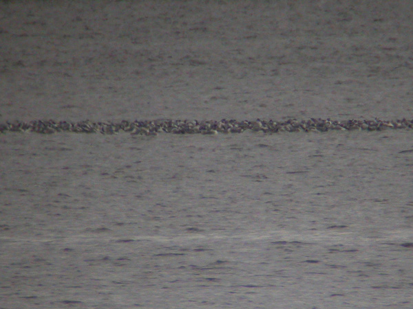 Franklins Gulls