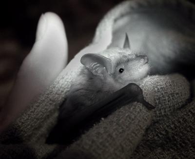 Fed a hungry bat (Infrared)