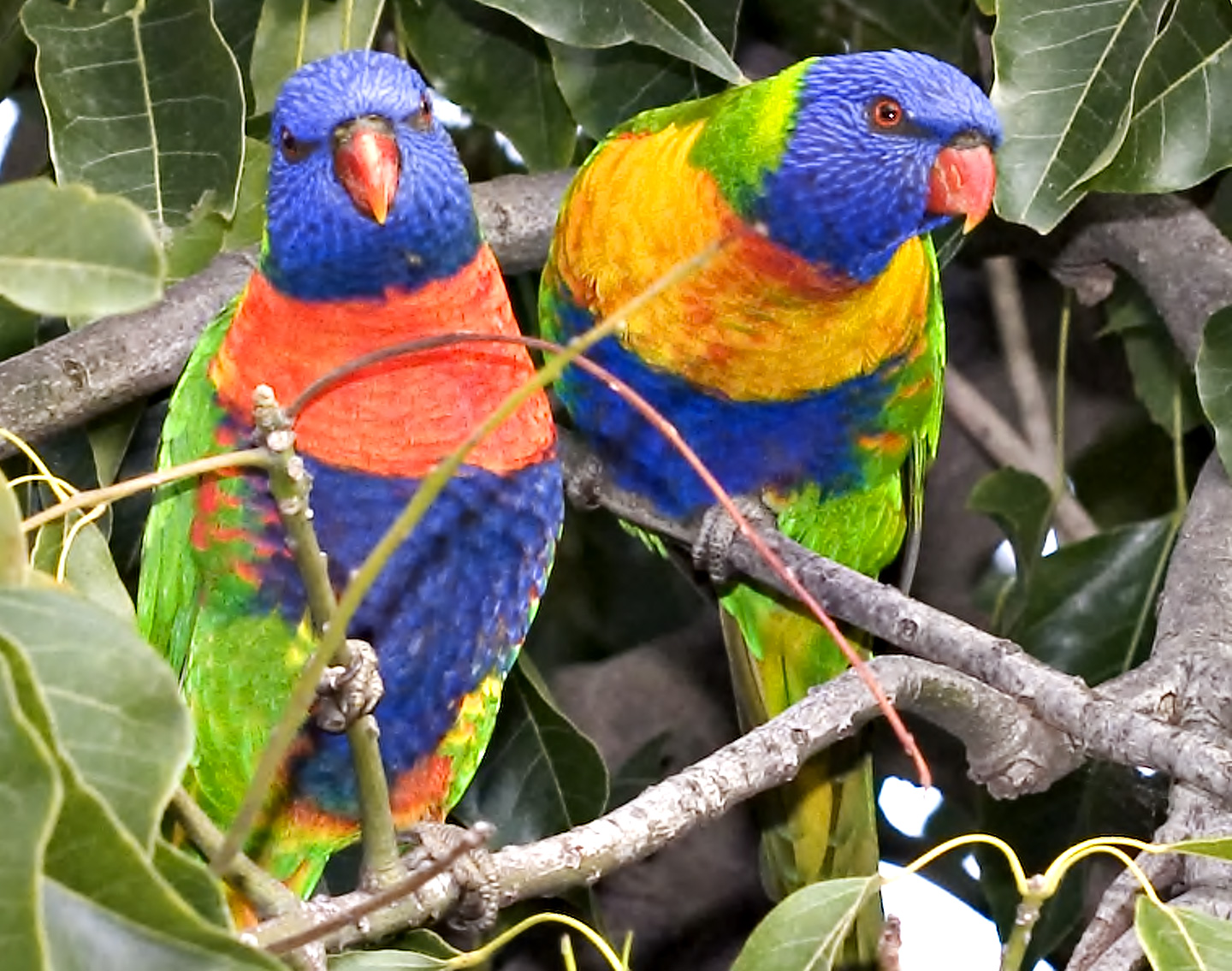 Rainbow Lorikeets