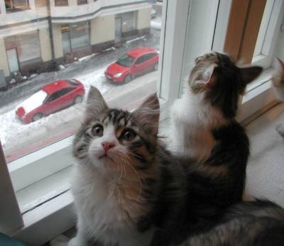 Laikku and Valmu wondering about the winter outside.