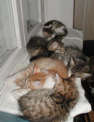 allkittens180103a.jpg