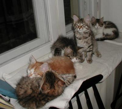 allkittens180103b.jpg