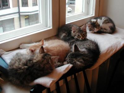 kittenssleep180103.jpg