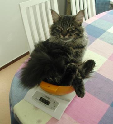 But it is sort of fun. I wonder if I can still sit on this, when I am 10 kilos(20 pounds).