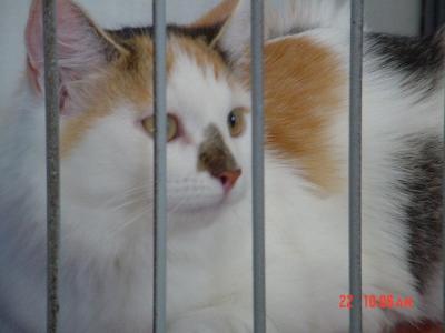 Alli waiting in her cage in Valtice, June 2002