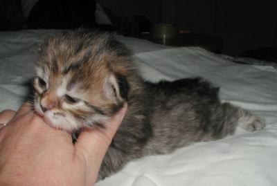 6. brown mac tabby girl