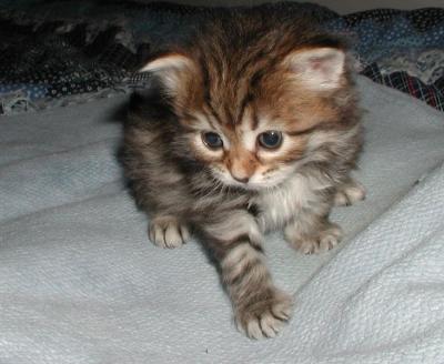 Kryyni - brown mackerel tabby girl - ruskeatiikeri tytt