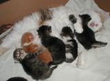 Siiri and the kittens at 2 weeks, Nov. 3 2002
