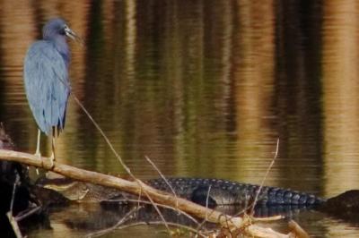 Heron & Egret (Crop) 2692