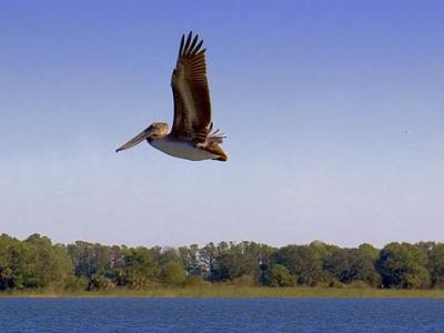 Pelican in Flight 2645