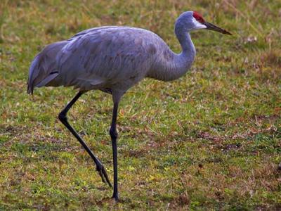 Sandhill Crane 2834