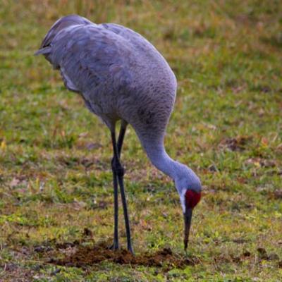 Sandhill Crane Foraging 2829