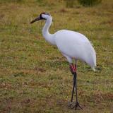 Whooping Crane 2821