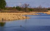 1000 Islands Marsh1