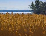 1000 Islands Marsh Grass4